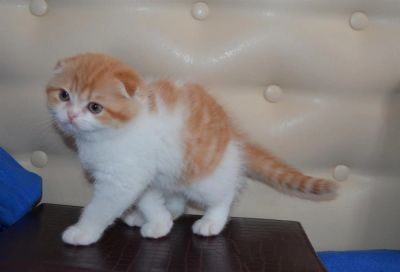 Лот: 3550959. Фото: 1. Очаровательный шотландский котик... Кошки, котята