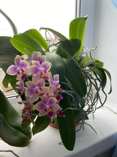 Лот: 16330836. Фото: 1. Орхидея. Фалинопсис-мини. Фиолетовый... Горшечные растения и комнатные цветы