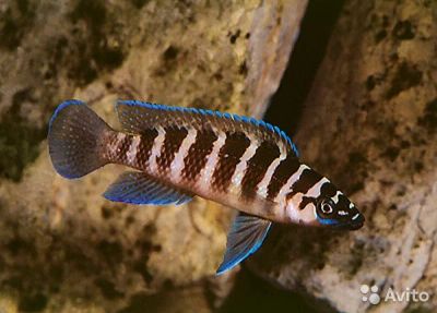 Лот: 6824550. Фото: 1. Лампрологус цилиндрикус (Neolamprologus... Рыбки