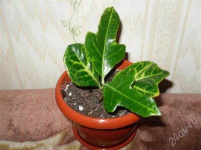 Лот: 641359. Фото: 1. Кротон - 1. Горшечные растения и комнатные цветы