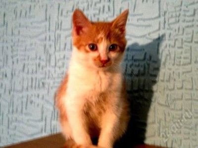 Лот: 2953482. Фото: 1. Котенок Рыжик, 4 месяца. Кошки, котята