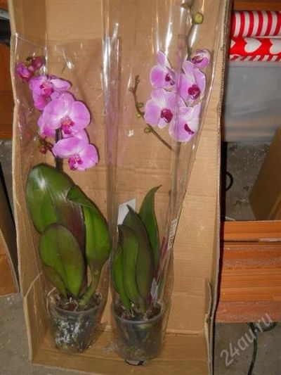 Лот: 2556163. Фото: 1. Орхидея комнатное растение в горшке... Разное