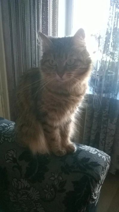 Лот: 6783662. Фото: 1. кошечка. Кошки, котята