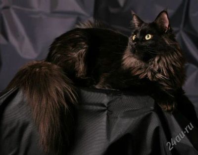 Лот: 2476660. Фото: 1. Котик мейн-кун редкого окраса... Кошки, котята