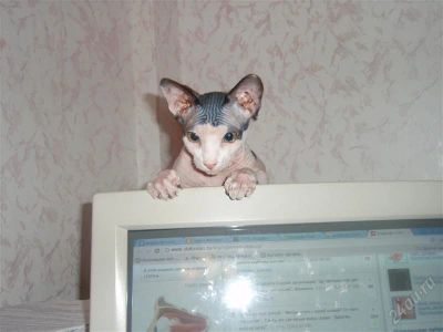 Лот: 2264137. Фото: 1. сфинкс. Кошки, котята