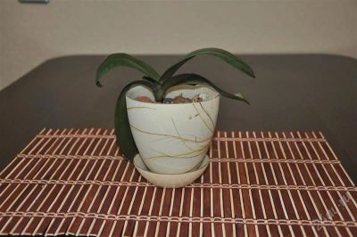 Лот: 1466030. Фото: 1. Орхидея Фаленопсис (Phalaenopsis... Горшечные растения и комнатные цветы
