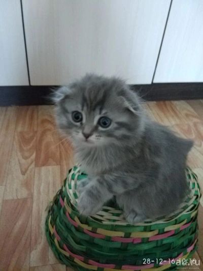 Лот: 8801266. Фото: 1. Вислоухий котенок, котята шотландцы... Кошки, котята