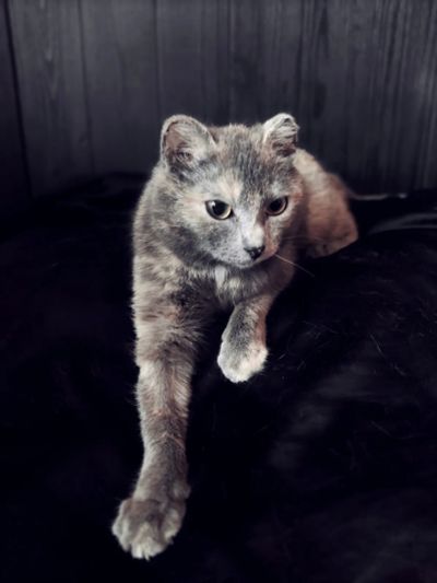 Лот: 20256411. Фото: 1. Очень ласковая кошечка, 1 год... Кошки, котята