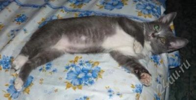 Лот: 1355363. Фото: 1. Лучший кот в Красноярске. Кошки, котята