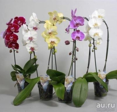 Лот: 13594514. Фото: 1. Разные орхидеи на мои лоты. Горшечные растения и комнатные цветы