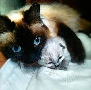 Лот: 2521510. Фото: 1. Отдам в хорошие руки ухоженного... Кошки, котята