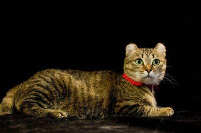 Лот: 4594155. Фото: 1. Отдам Веселую Кошечку в добрые... Кошки, котята