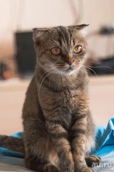 Лот: 8859672. Фото: 1. Ищем прямоухого шотландца на вязку. Кошки, котята