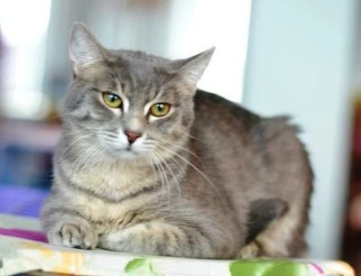 Лот: 6944657. Фото: 1. Дымчатый котик 2 года. Кошки, котята