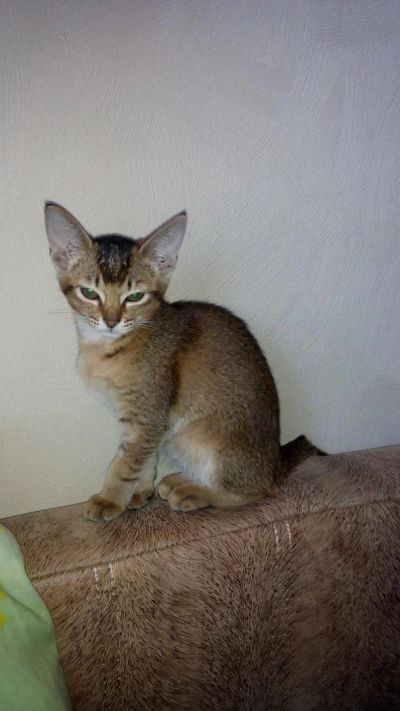 Лот: 6524312. Фото: 1. котенок полуабиссинский-девочка. Кошки, котята