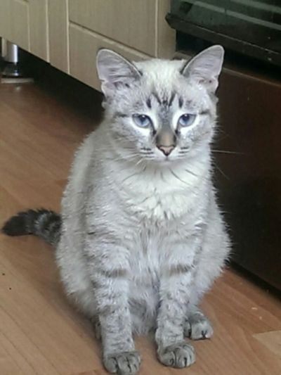 Лот: 5264229. Фото: 1. Кошка. Кошки, котята