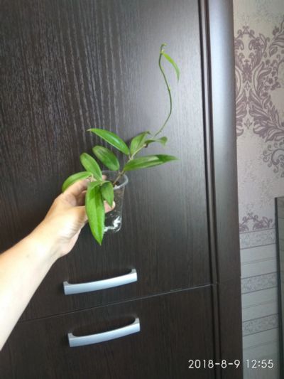 Лот: 11578016. Фото: 1. хойя (Hoya blashernaezii). Горшечные растения и комнатные цветы