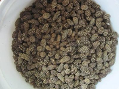 Лот: 25889548. Фото: 1. Сосновые шишки сушёные молодые. Шоколад, конфеты