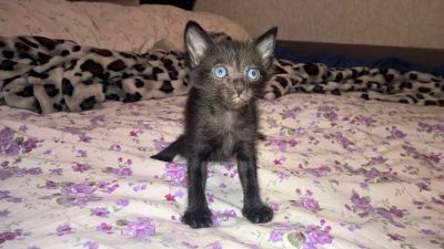 Лот: 7326606. Фото: 1. Игривый мальчишка. Кошки, котята