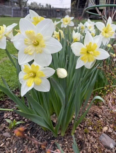 Лот: 25378230. Фото: 1. Сортовой нарцисс Ченджинг Колорс... Садовые цветы