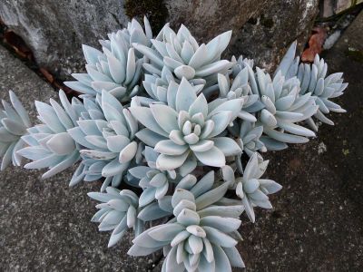 Лот: 8404010. Фото: 1. Pachyveria Exotica. Горшечные растения и комнатные цветы