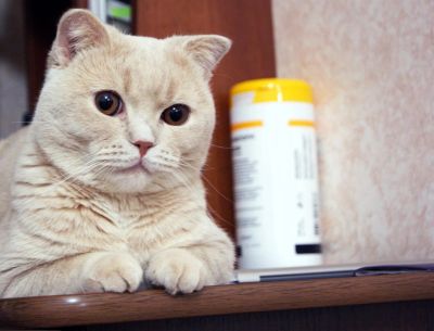 Лот: 3106849. Фото: 1. Красивый кот приглашает кошечку... Кошки, котята