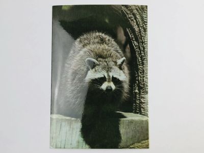 Лот: 23296480. Фото: 1. Барсук. Куба. Национальный зоопарк... Открытки, конверты