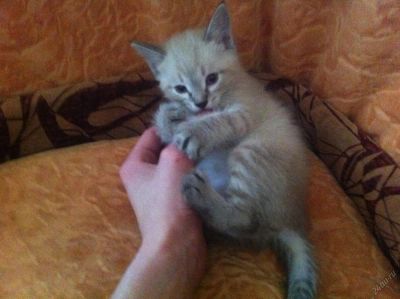 Лот: 5729344. Фото: 1. Отдам котёнка:). Кошки, котята