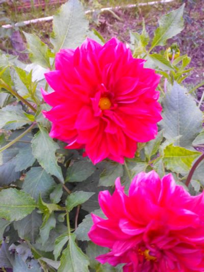 Лот: 6118703. Фото: 1. Георгины кусты полностью. Садовые цветы