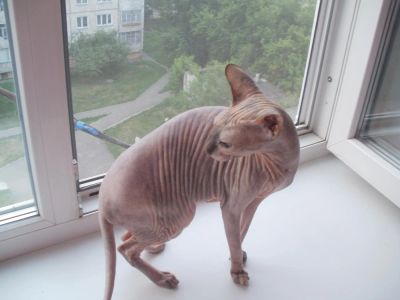 Лот: 7881712. Фото: 1. Кошка Сфинкс. Кошки, котята
