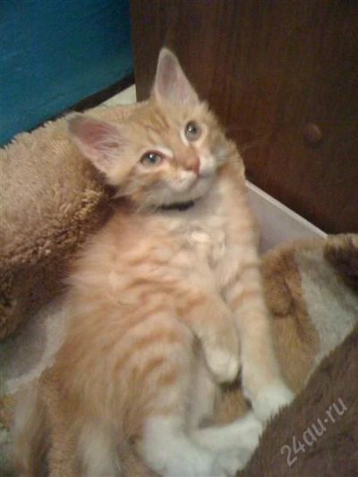 Лот: 1946550. Фото: 1. рыжулечка - котик даром. Кошки, котята