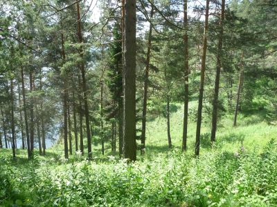 Лот: 3370518. Фото: 1. Шумиха, Продам участок 15 сот... Земельные участки