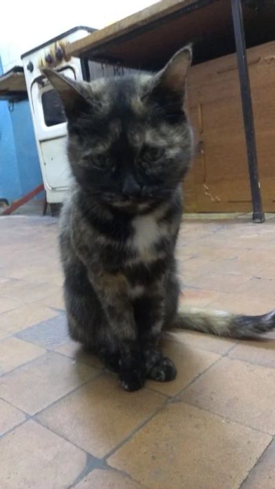 Лот: 5147734. Фото: 1. Трехцветное счастье!!!. Кошки, котята