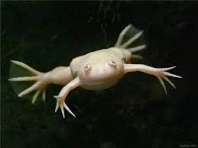 Лот: 8855907. Фото: 1. Лягушка шпорцевая, водная (Xenopus... Рыбки