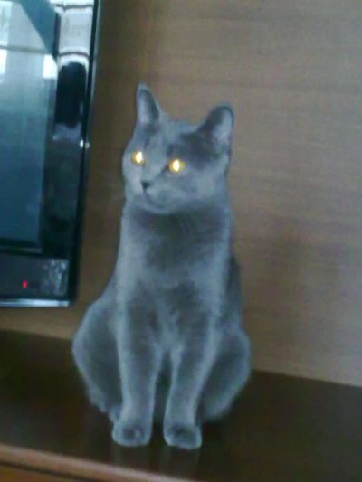 Лот: 4282975. Фото: 1. кошка, забирайте скорее!!!. Кошки, котята