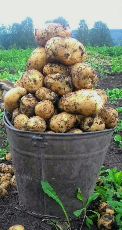 Лот: 10055743. Фото: 1. Картофель деревенский, урожай... Картофель
