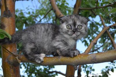 Лот: 2952890. Фото: 1. Шотландская вислоухая красотка... Кошки, котята