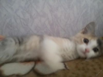Лот: 5762862. Фото: 1. Котенок ищет хозяев. Кошки, котята