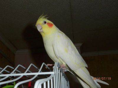 Лот: 4308617. Фото: 1. Попугай Корелла c клеткой. Птицы