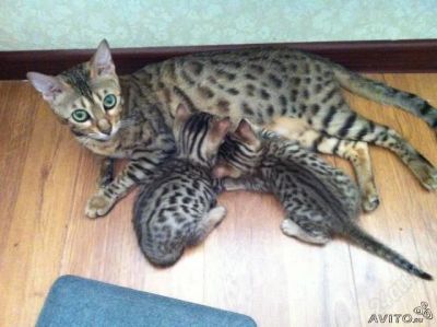 Лот: 1827533. Фото: 1. Бенгальские котята - мини леопардики. Кошки, котята
