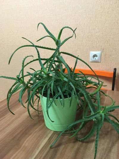 Лот: 10099816. Фото: 1. Алоэ. Горшечные растения и комнатные цветы