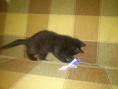 Лот: 3154329. Фото: 1. Котенок !!!. Кошки, котята