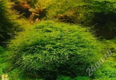 Лот: 664793. Фото: 1. Яванский мох (Vesicularia dubayana... Водные растения