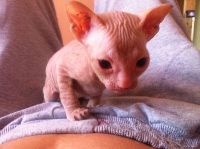 Лот: 4358147. Фото: 1. Мальчик Доняшка велюровый. Кошки, котята