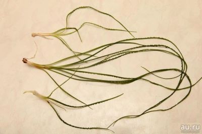 Лот: 13044813. Фото: 1. Кринум волнистый (Crinum Calamistratum... Водные растения