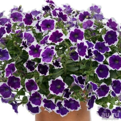 Лот: 13338600. Фото: 1. петуния вегетативная Cascadias... Садовые цветы