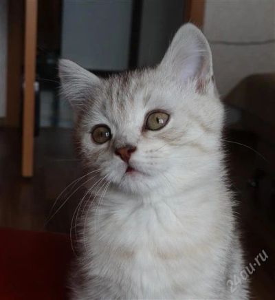 Лот: 1780887. Фото: 1. Шотландский котенок!!! (прямоухий... Кошки, котята