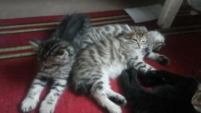 Лот: 10042727. Фото: 1. Симпатичные котята. Кошки, котята