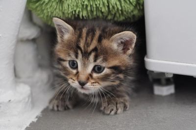 Лот: 10918405. Фото: 1. Котенок мальчик (мама - британская... Кошки, котята