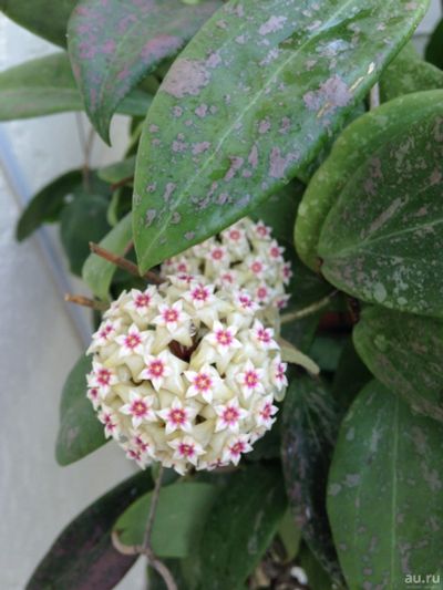 Лот: 13595155. Фото: 1. Хойя Hoya wibergiae. Горшечные растения и комнатные цветы